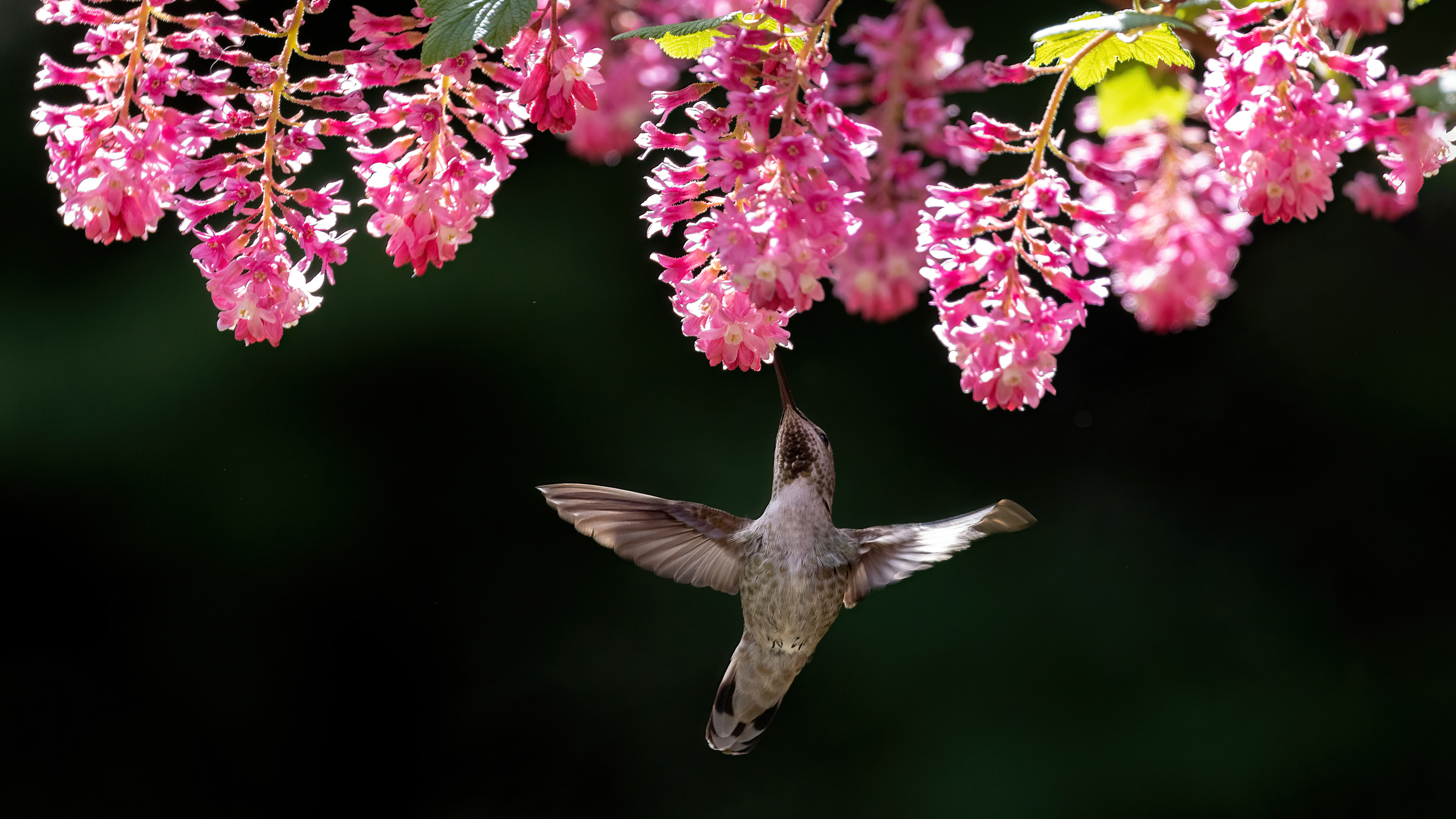 Colibri d'Anna femelle, Canada (© Devonyu/iStock/Getty Images)