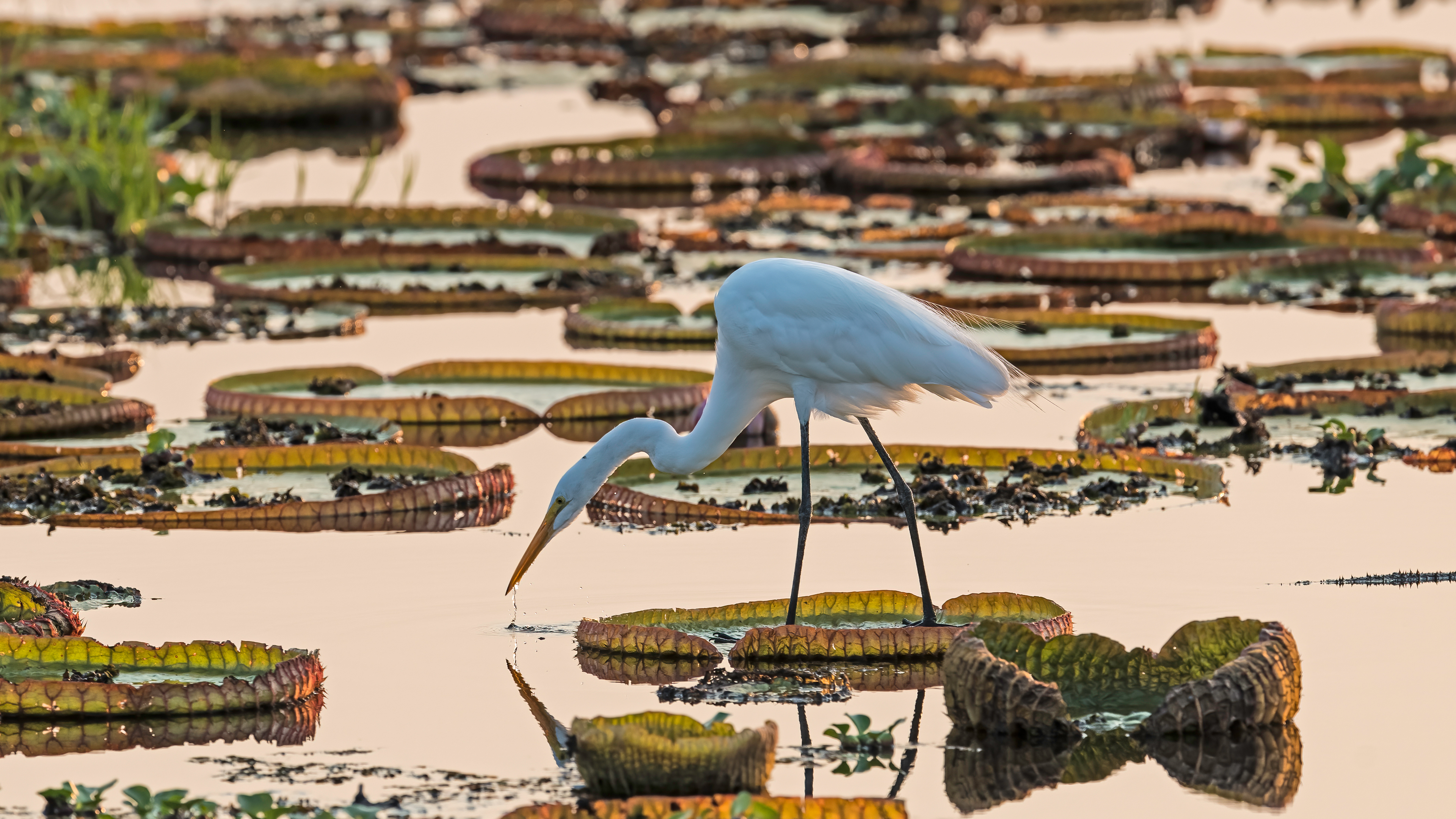 Garça-branca-grande (Ardea alba) em pé em uma lagoa de vitórias-régias, Pantanal (© Geraldi Corsi/Getty Images)