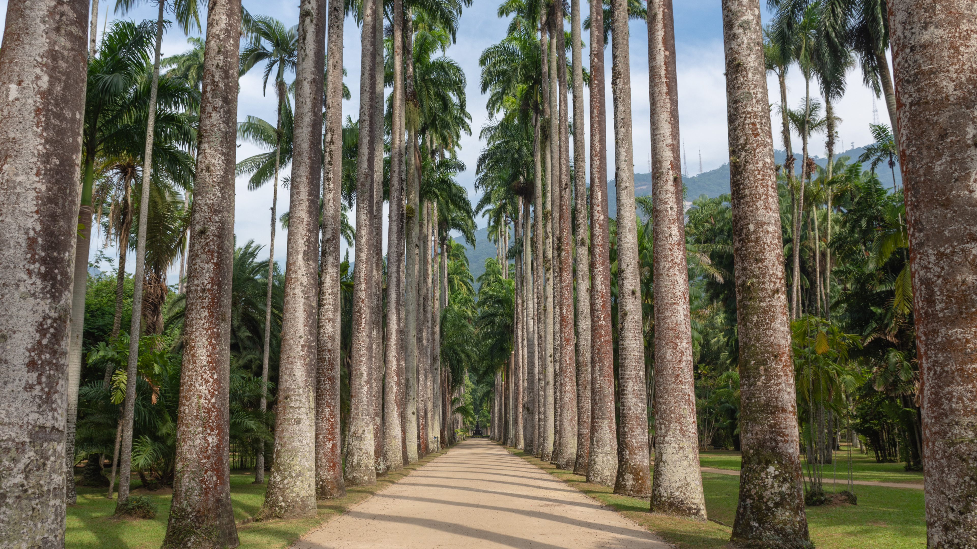 Alameda de Palmeiras Imperiales in the Botanical Garden of Rio de Janeiro (© Marcia Silva de Mendonca/Getty Images)