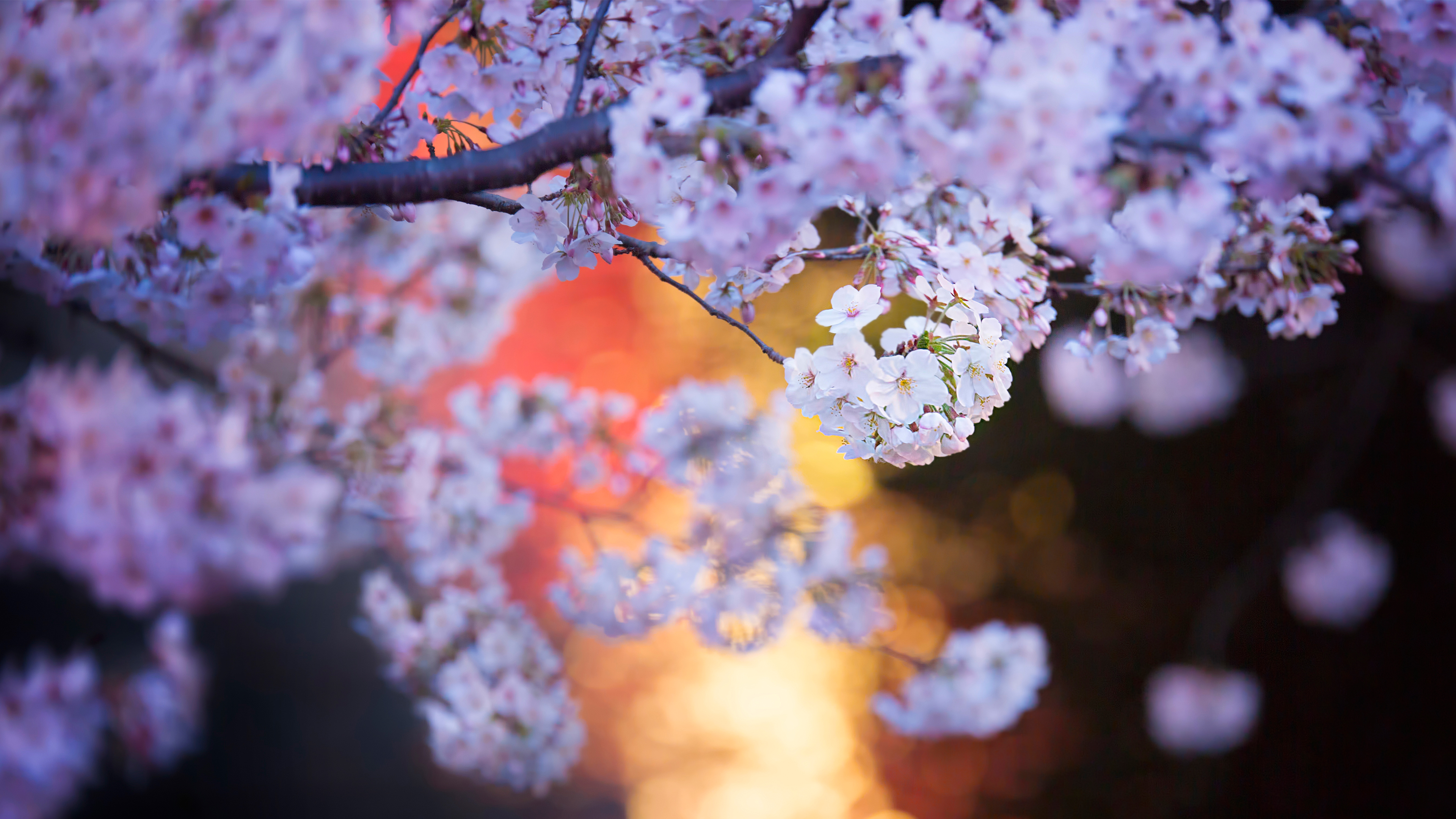 目黒川沿いの桜, 東京 (© twomeows/Getty Images)