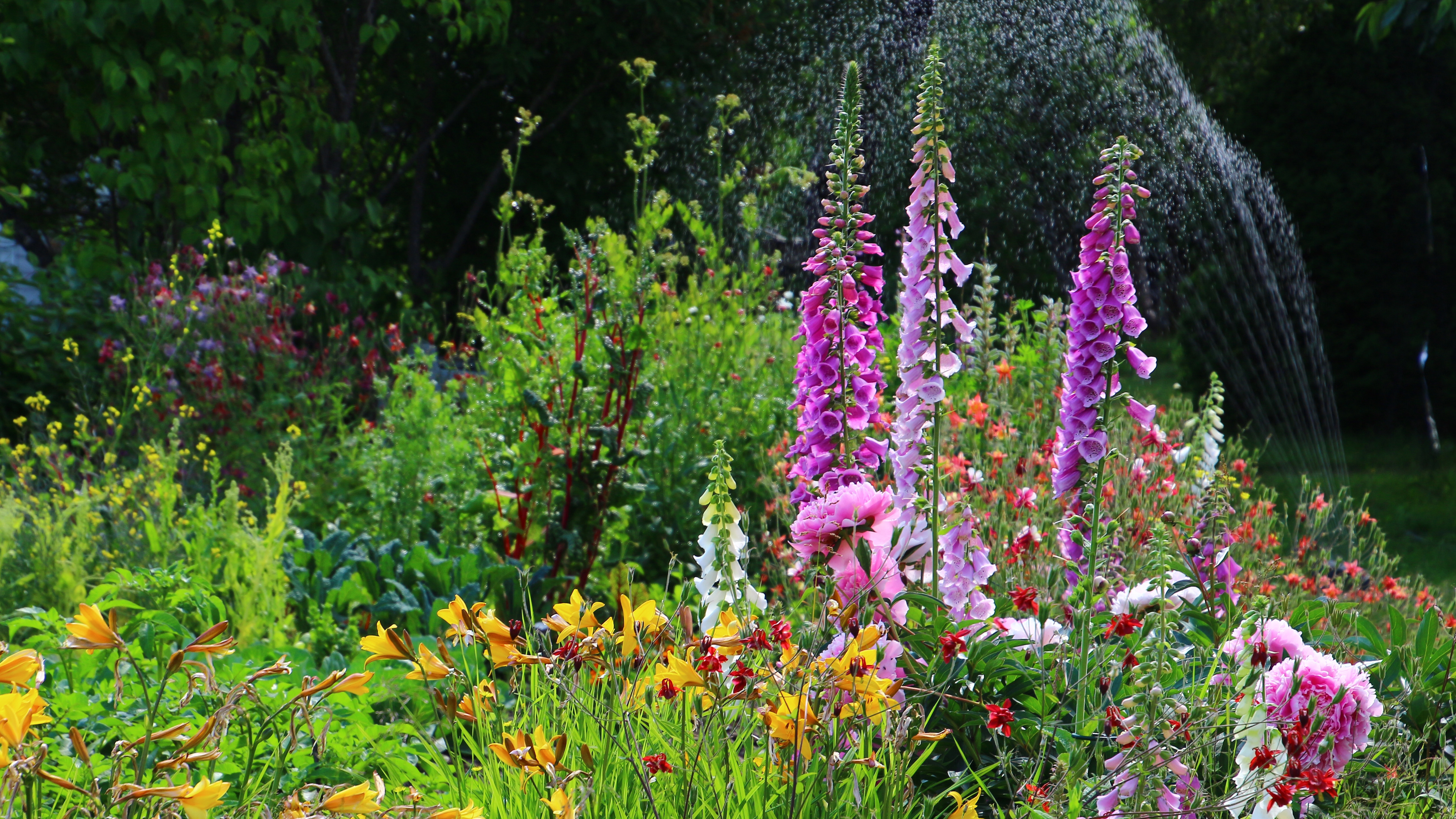 Flowers blooming in a garden, Alaska (© jet 67/Shutterstock)