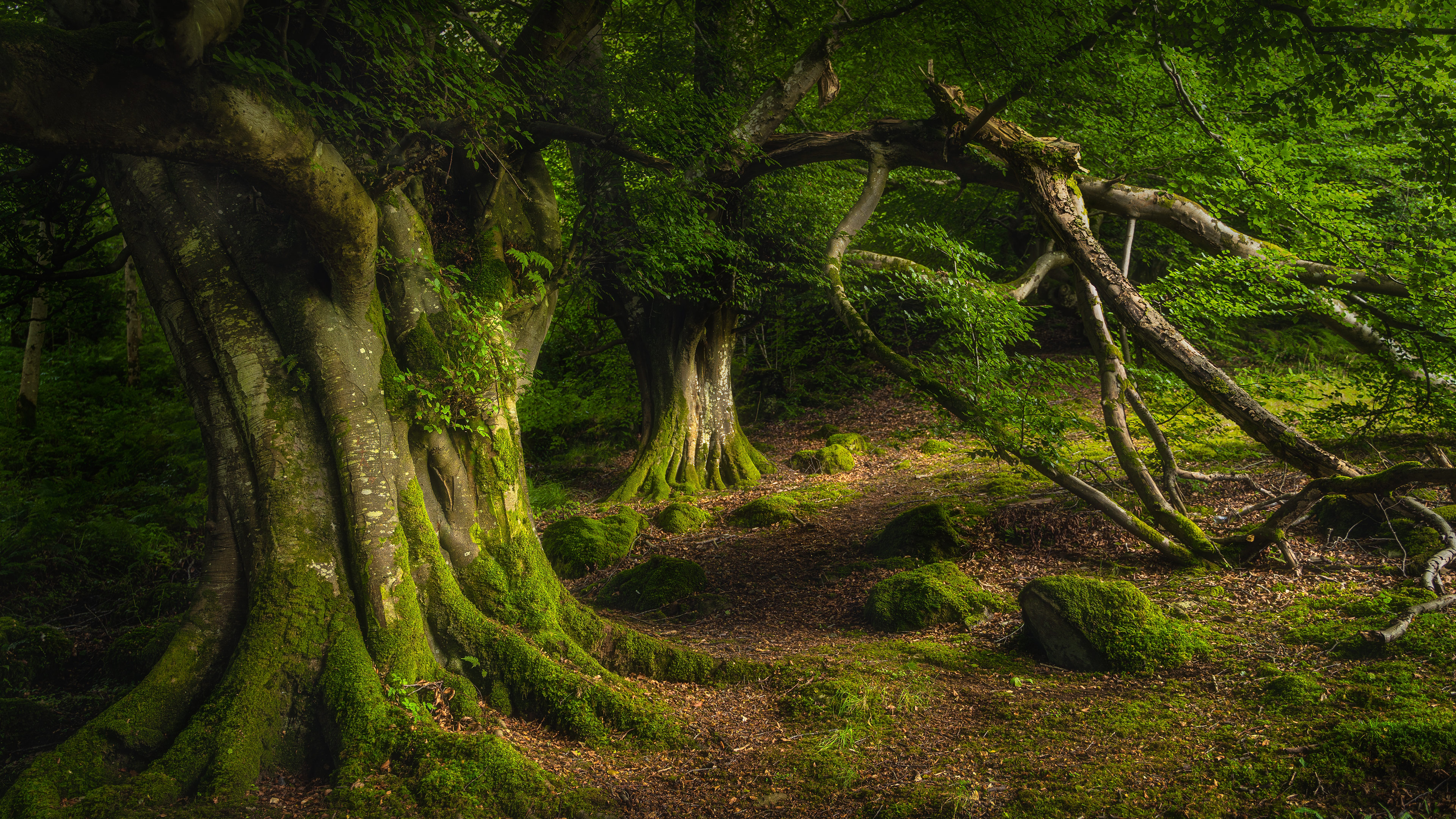 Ancient beech tree, Glenariff Forest Park, County Antrim, Northern Ireland