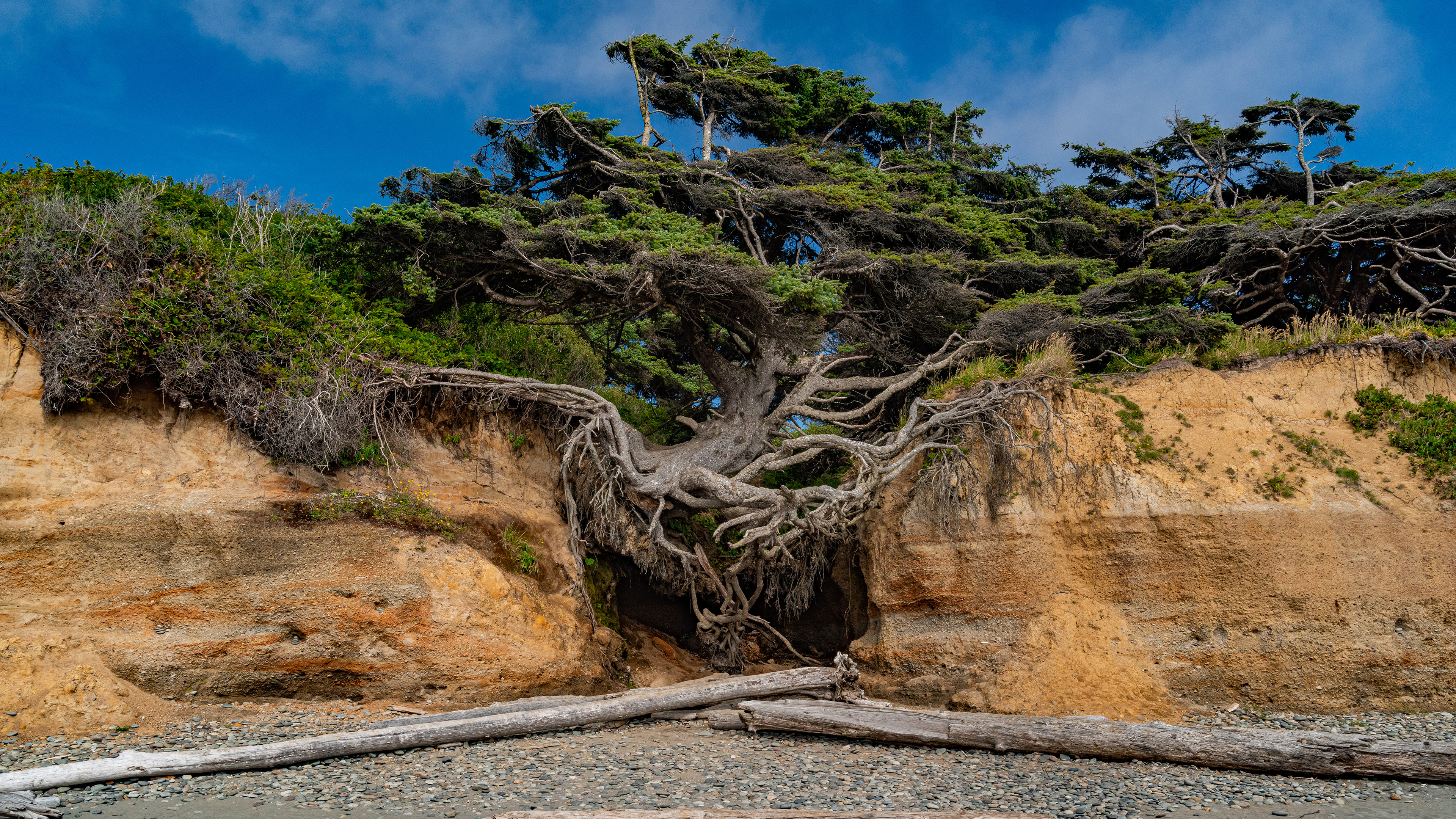 Kalaloch Tree, Kalaloch, Olympic-Nationalpark, Washington, USA (© Abbie Warnock-Matthews/Shutterstock)