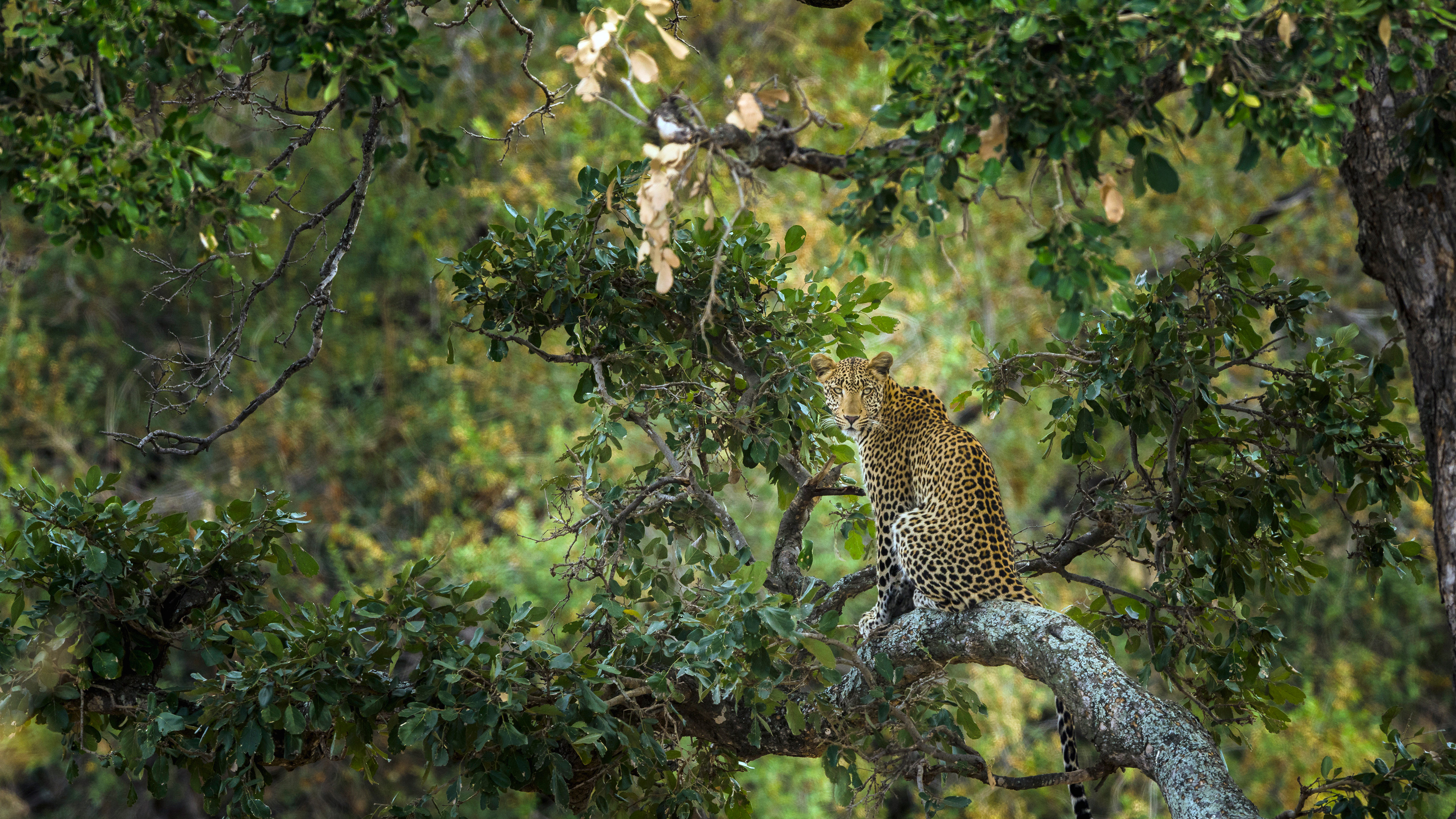 クルーガー国立公園のヒョウ, 南アフリカ (© Tonino De Marco/Minden Pictures)