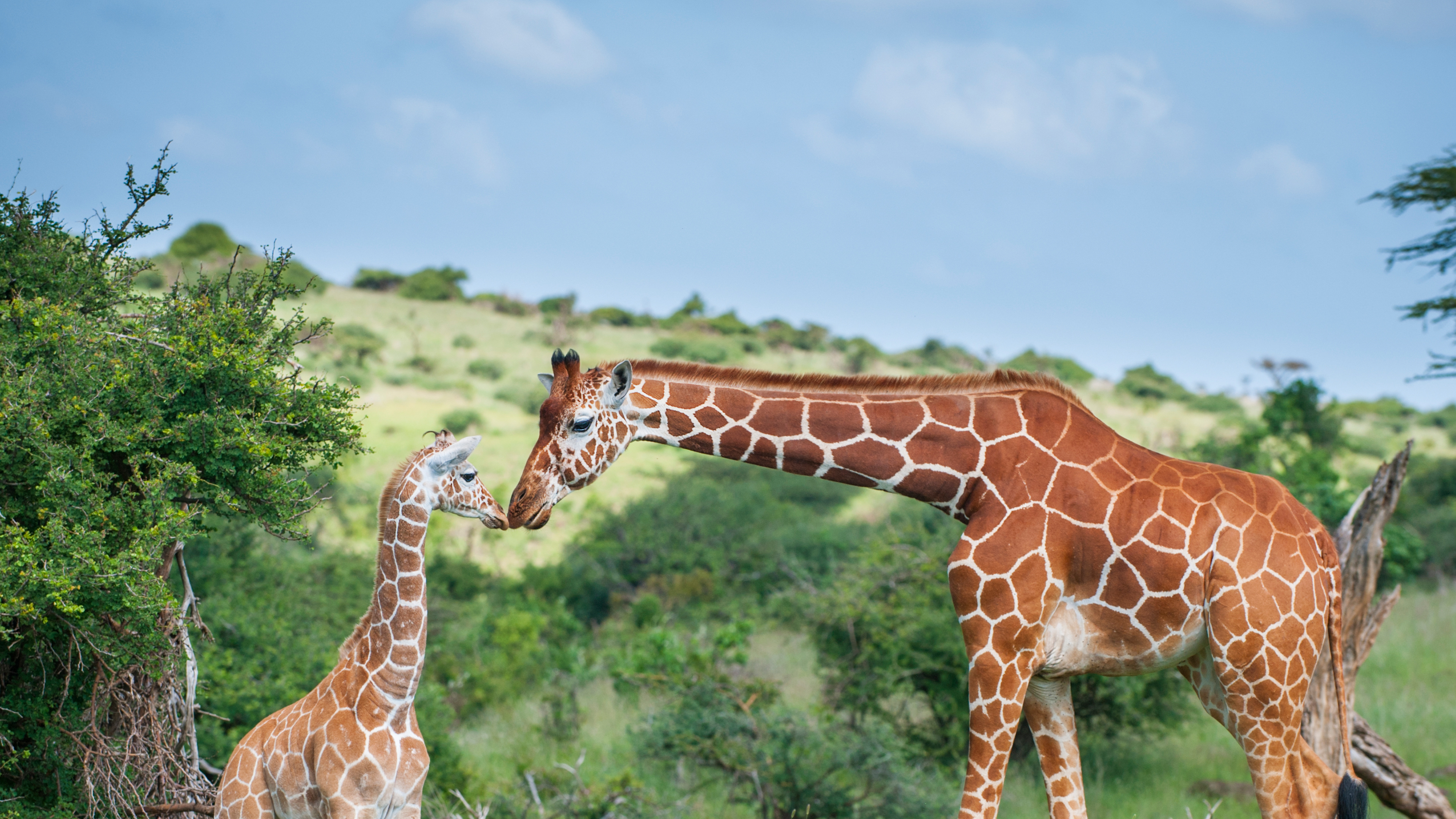 Reticulated giraffe mother greeting calf, Lewa Wildlife Conservancy, Kenya (© Sean Crane/Minden Pictures)