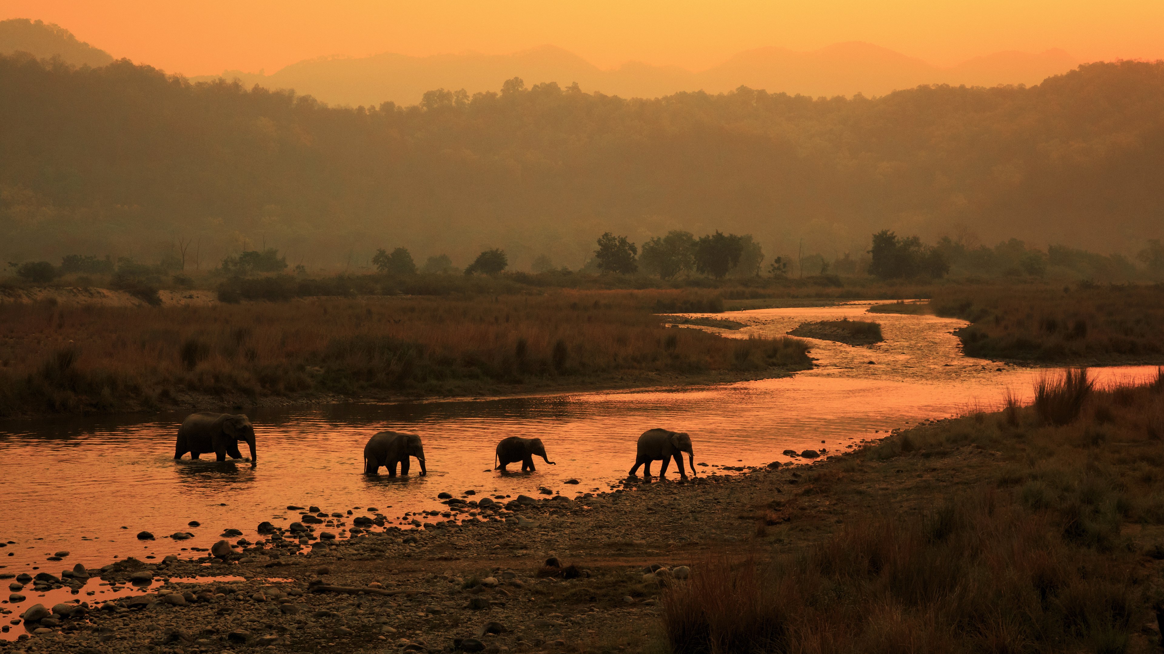 Elephants crossing river in Jim Corbett National Park, India (© ABHILASH VISWA PICASSO/Shutterstock)