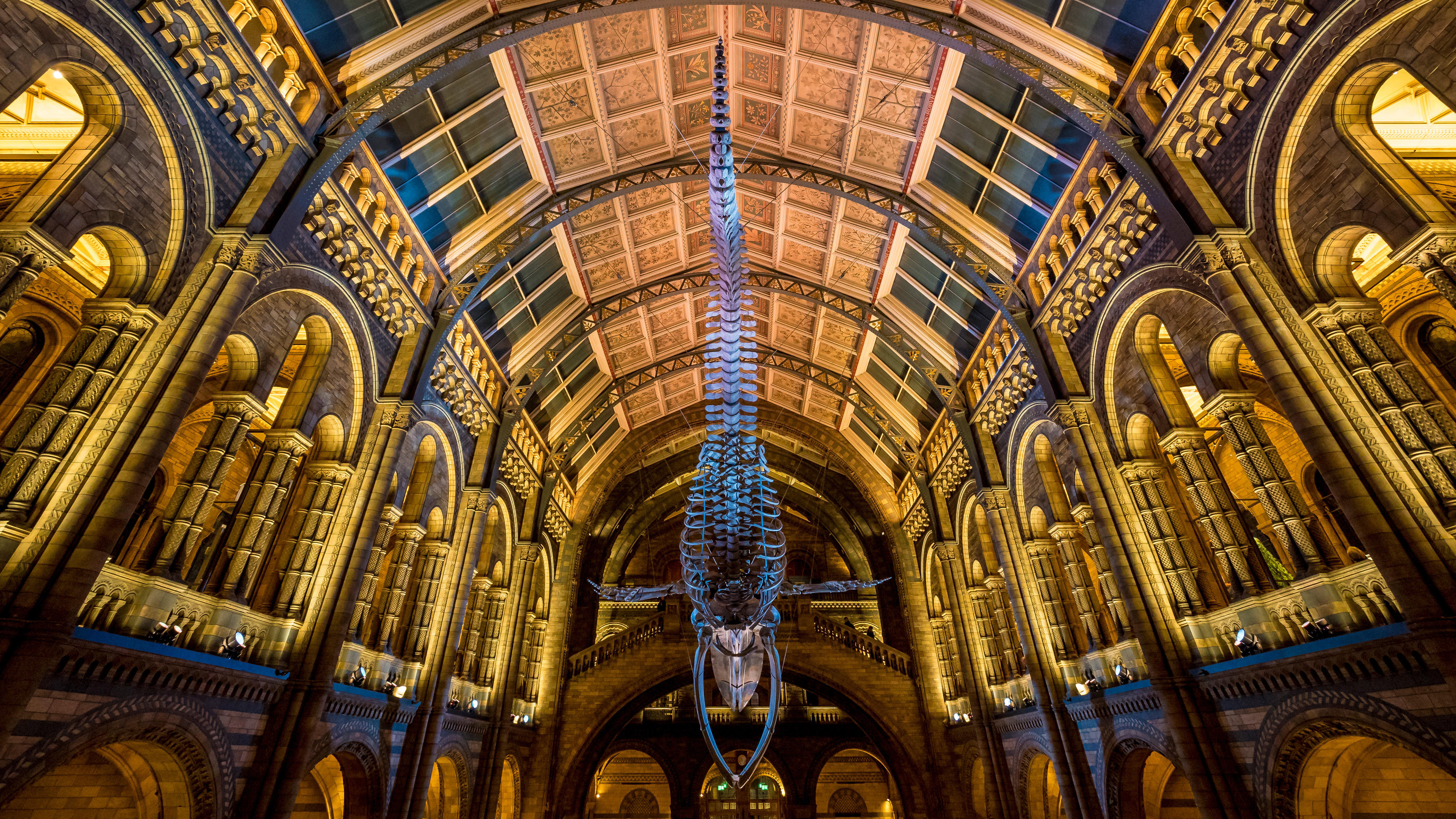 Squelette de baleine bleue appelé Hope, Natural History Museum, Londres, Angleterre (© Bailey-Cooper Photography/Alamy)