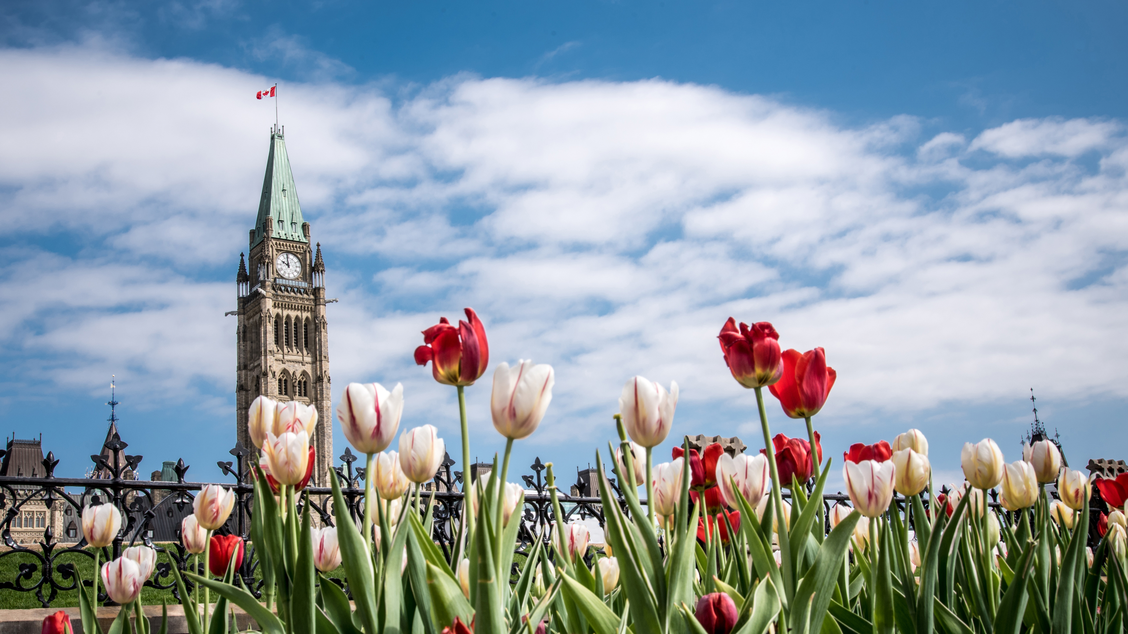 Tulips in front of the Parliament Buildings during the Tulip Festival in Ottawa (© Danielle Donders/Moment/Getty Images)