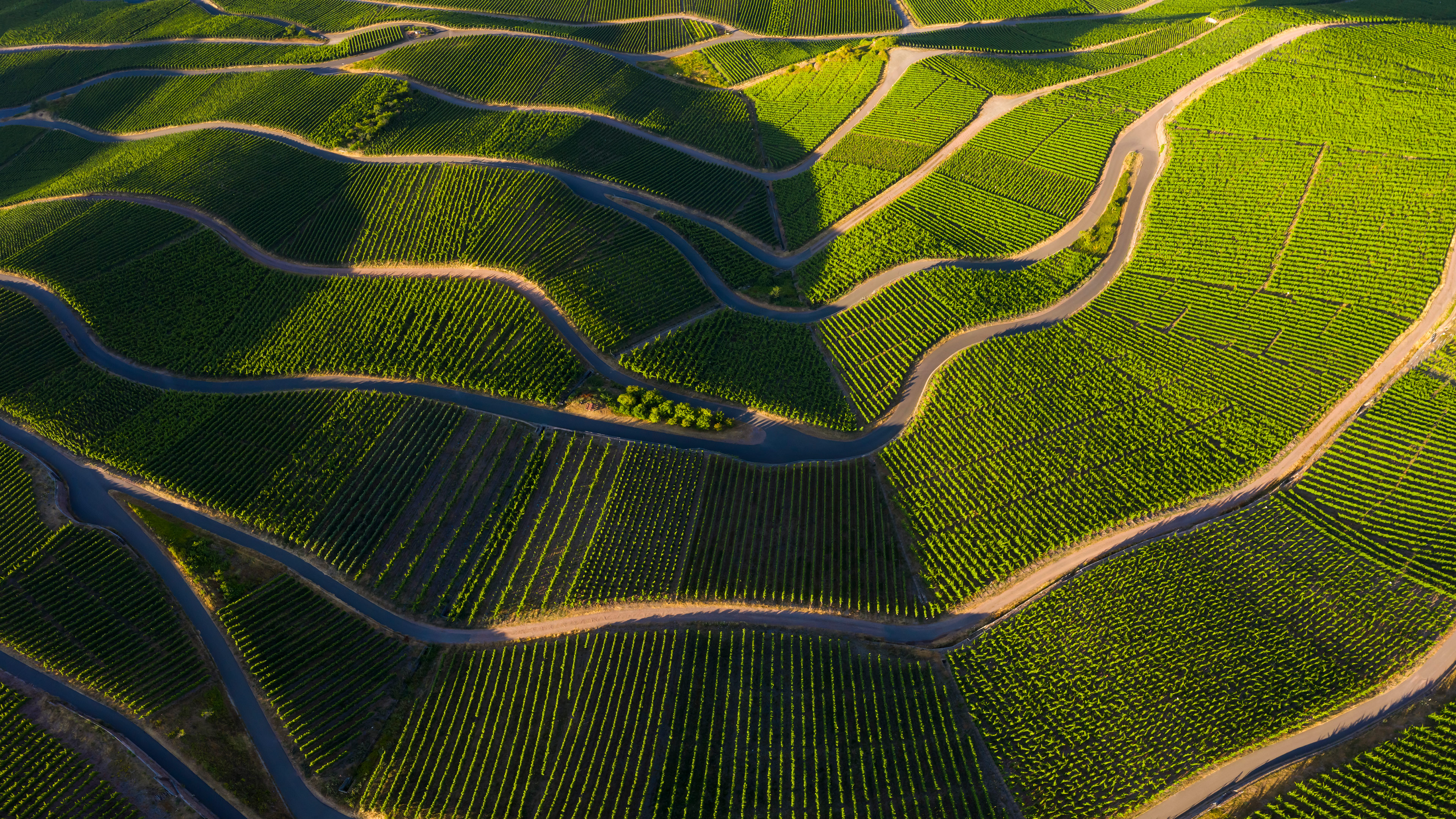 Vineyards in the Moselle Valley, Rhineland-Palatinate, Germany