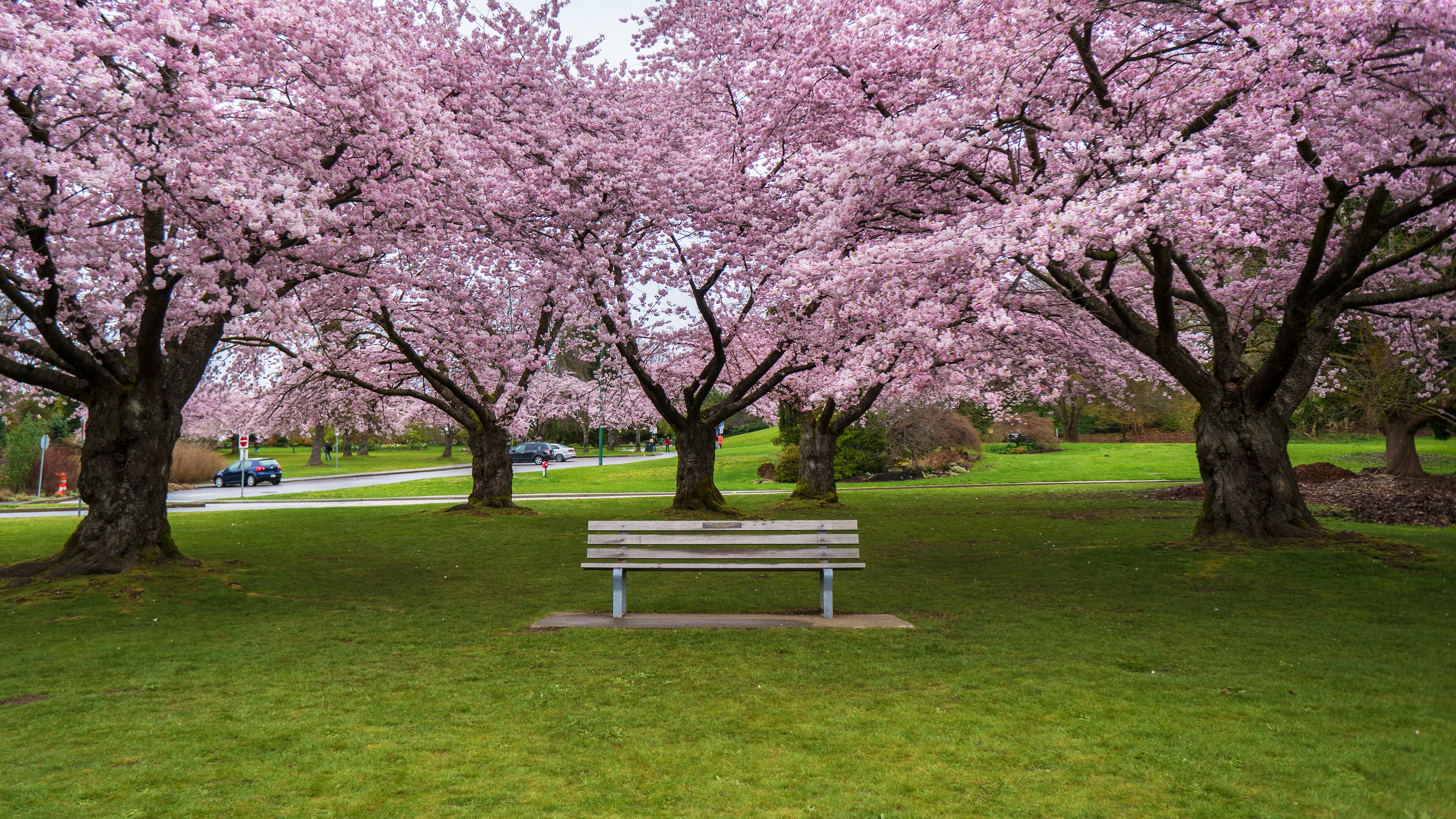 Cerisiers en fleur, parc Queen Elizabeth, Vancouver, Canada (© Yun Han Xu/Moment Open/Getty Images)