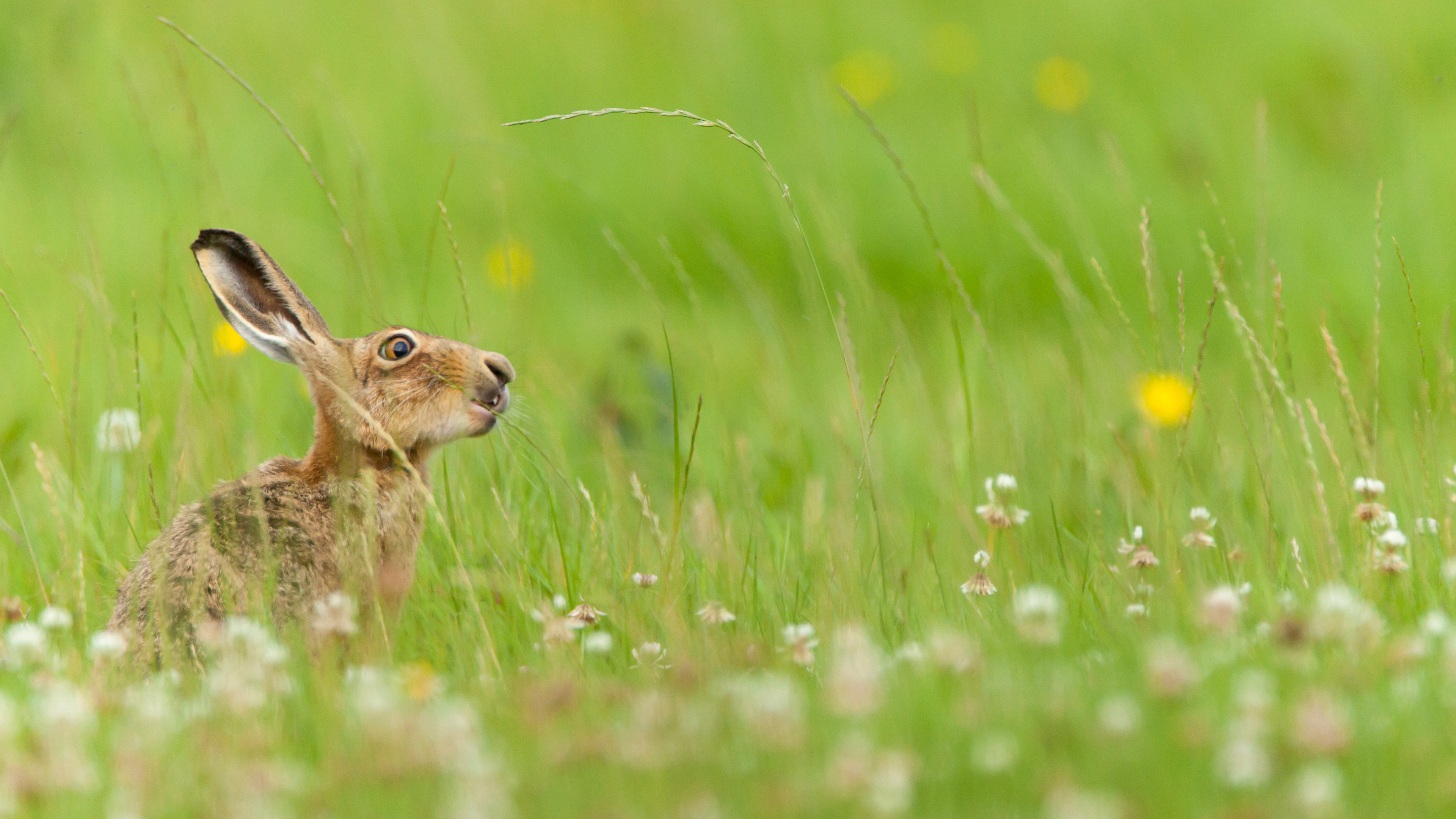 European hare, West Midlands, England (© Jake Stephen/Moment/Getty Images)