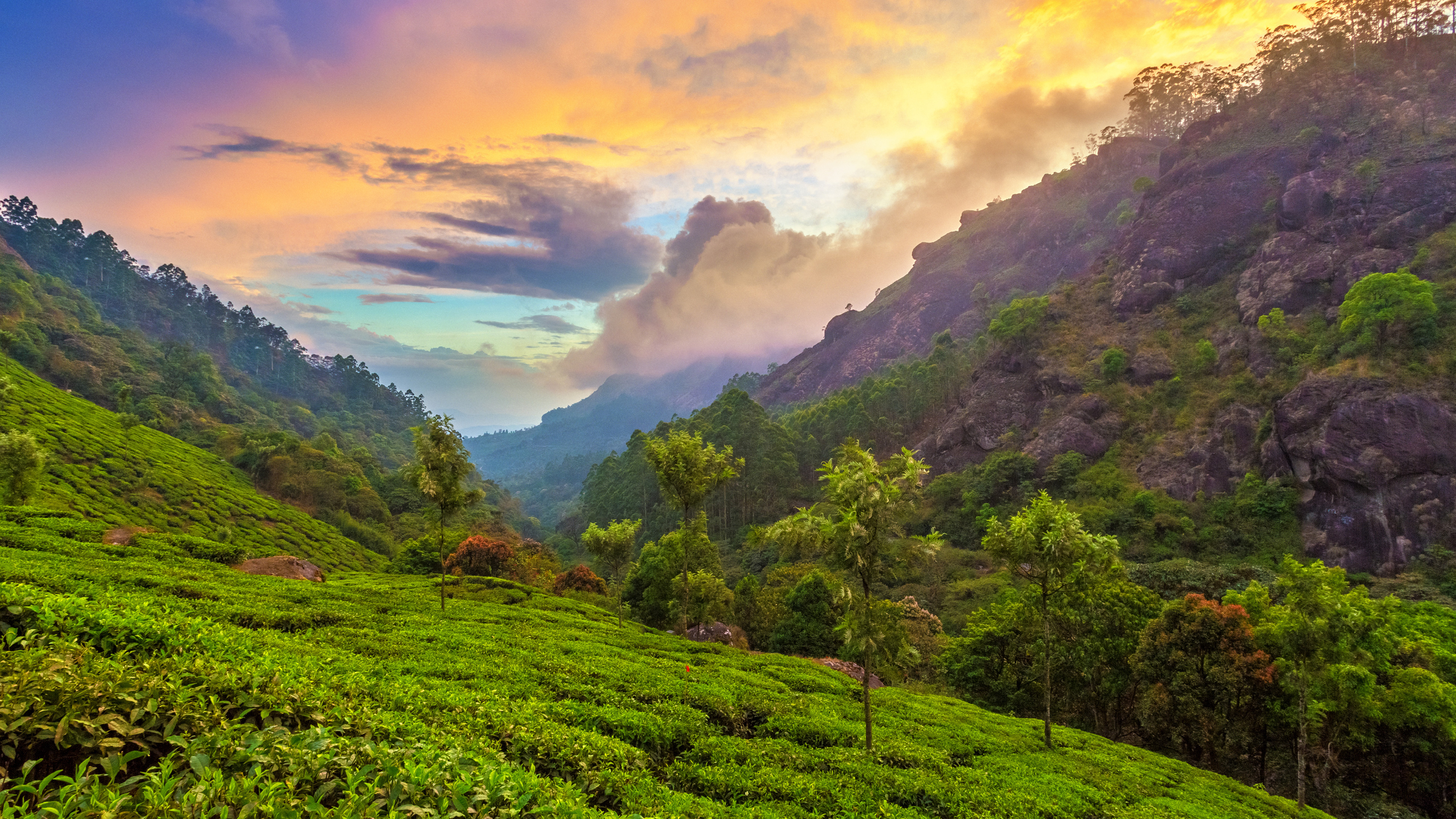 Tea plantation near Munnar, Kerala (© Peter Zelei Images/Moment/Getty Images)