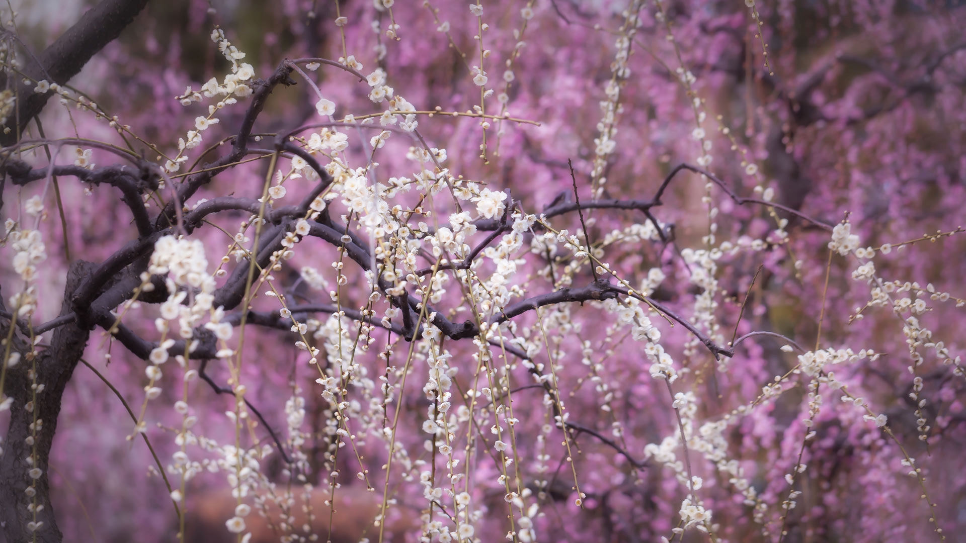 乱れて咲くしだれ梅の花, 京都府 京都市 (© EvergreenPlanet/Getty Images)